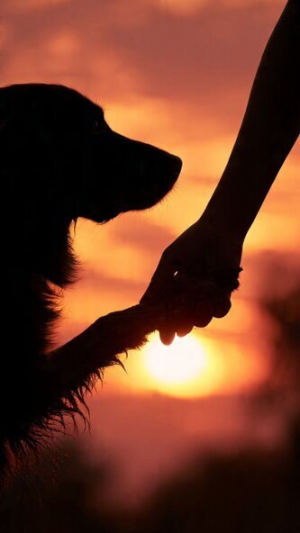 Hund gibt Pfötchen,im Hintergrund Sonnenaufgang