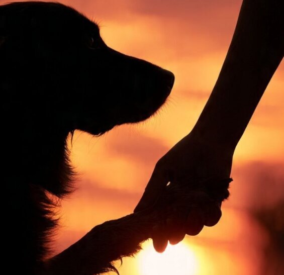 Hund gibt die Pfote,im Hintergrund ist der Sonnenaufgang